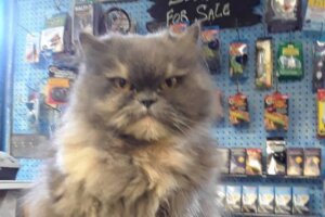 Bit By Cat or Dog at Pet Store Lawyers MN