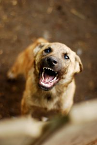 A dog with its mouth open and it's tongue hanging out.