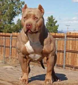 are pit bulls bulldogs