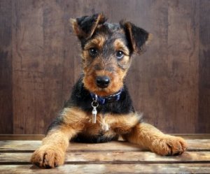 Neighbor's Dog Bite Homeowners Insurance